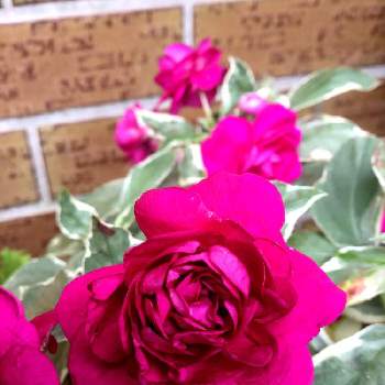 ローズ色の花の画像 by オードリーさん | 玄関とインパチエンスと八重咲きのお花とローズ色の花と玄関前の鉢植え