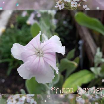フランネルソウの画像 by りっか *ricca*さん | フランネルソウとリクニス コロナリアと花のある暮らしと咲きましたと庭パト