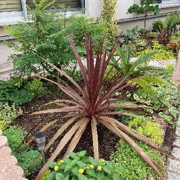 南国風の投稿画像一覧 Greensnap グリーンスナップ