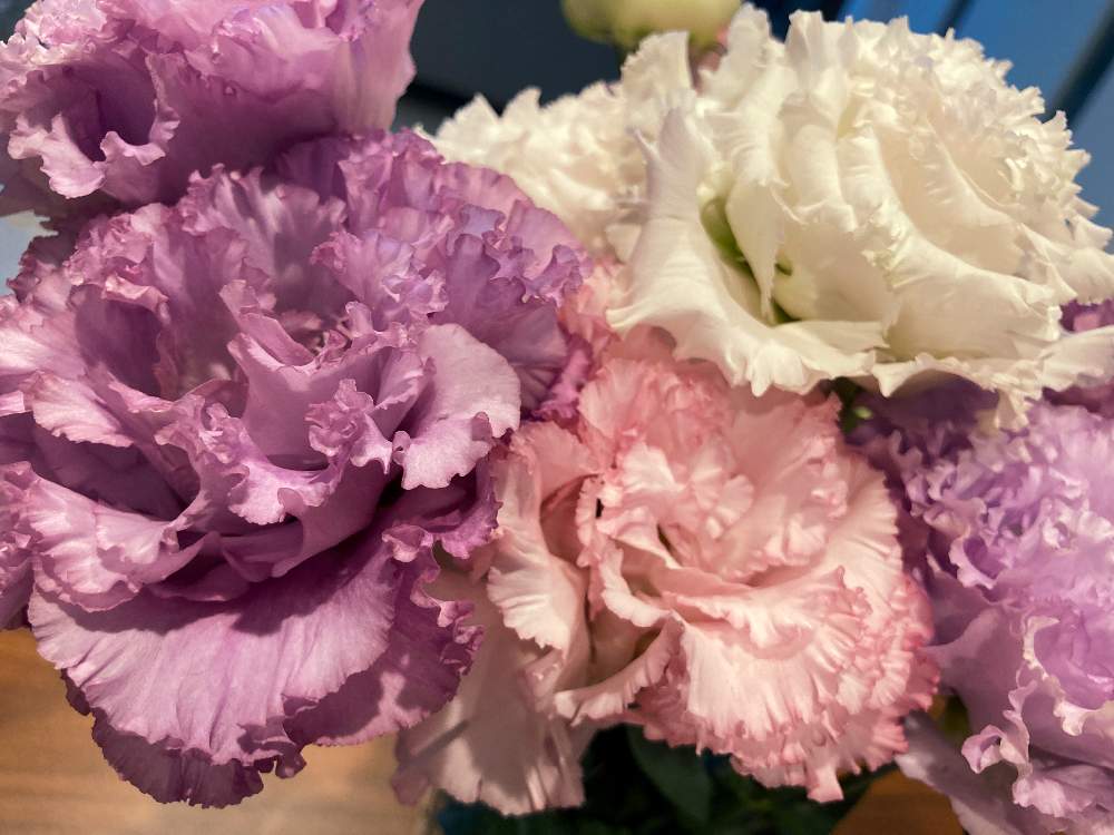 トルコキキョウの投稿画像 By あおたんさん 21月6月16日 Greensnap グリーンスナップ Greensnap グリーンスナップ