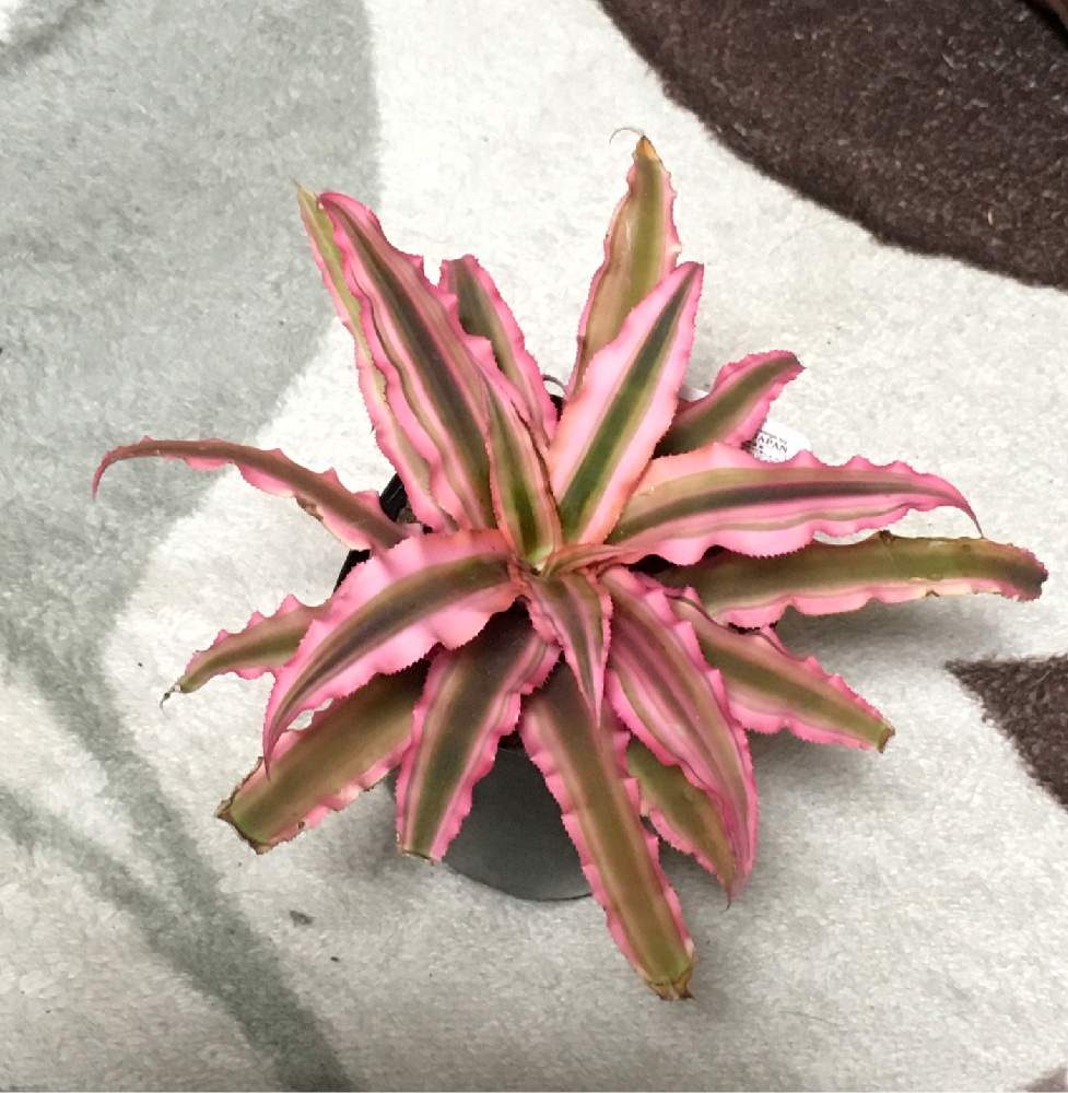 クリプタンサスの投稿画像 By キンエボシさん 部屋と観葉植物と大好きな植物とダイソー観葉植物とピンク ピンクとクリプタンサス ピンク スターと綺麗と可愛いとdaisoと観葉植物と大好きな植物とダイソー観葉植物とピンク ピンクとクリプタンサス ピンクスターと クリプタンサスの投稿画像 By キンエボシさん 部屋と観葉植物と大好きな植物とダイソー観葉植物とピンク ピンクとクリプタンサス ピンク スターと綺麗と可愛いとdaisoと観葉植物と大好きな植物とダイソー観葉植物とピンク ピンクとクリプタンサス ピンクスターと