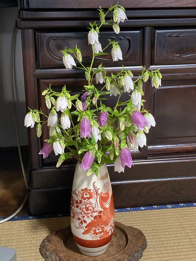 ホタルブクロの投稿画像 By Min Mamaさん カンパニュラ 鈴小町とガーデニングと母上担当と母上の楽しみとガーデニングと母上担当と母上の楽しみ 21月6月16日 Greensnap グリーンスナップ Greensnap グリーンスナップ ホタルブクロの投稿画像 By Min Mamaさん カンパニュラ 鈴小町とガーデニングと母上担当と母上の楽しみとガーデニングと母上担当と母上の楽しみ 21月6月16日 Greensnap グリーンスナップ Greensnap グリーンスナップ