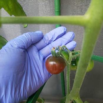 ミニトマト栽培の画像 by よっこさん | 小さな庭とミニトマトとプチトマトと#プチトマトとガーデニング初心者とミニトマト栽培とおうち園芸