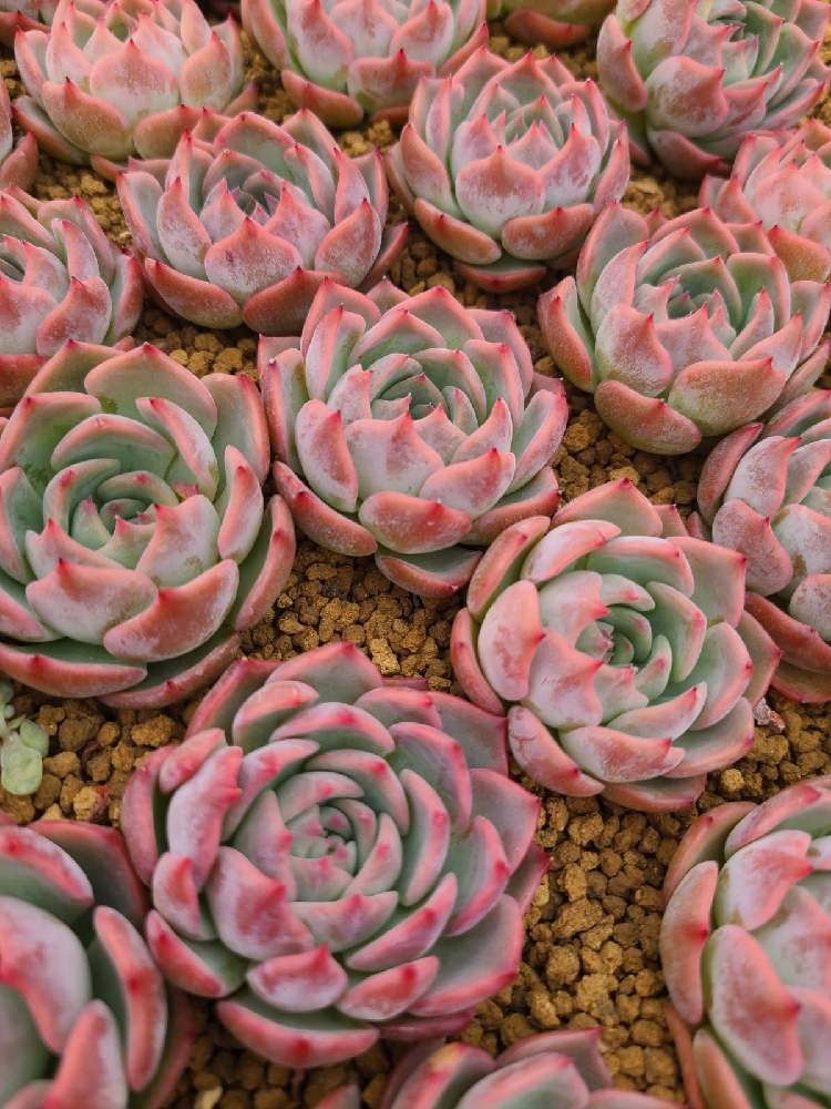 小さな庭の投稿画像 By トロピカルガーデン埼玉さん 多肉植物と韓国苗販売とおうち園芸とリメ鉢とエケベリア属と多肉 女子とトロピカルガーデン群馬とタニラーと多肉植物販売群馬とトロピカルガーデンと多肉植物販売埼玉と多肉植物 エケベリアとsucculent Plantsと