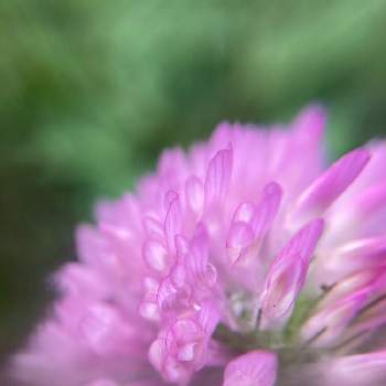 アカツメグサ の投稿画像一覧 Greensnap グリーンスナップ