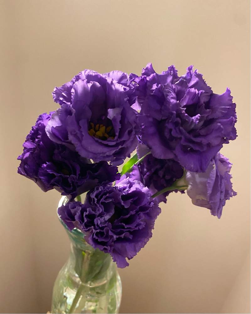 八重咲きトルコキキョウの投稿画像 By Rchanさん 切り花と花束と花のある暮らしと花のある生活 21月6月16日 Greensnap グリーンスナップ