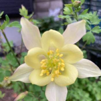 オダマキ の投稿画像一覧 Greensnap グリーンスナップ