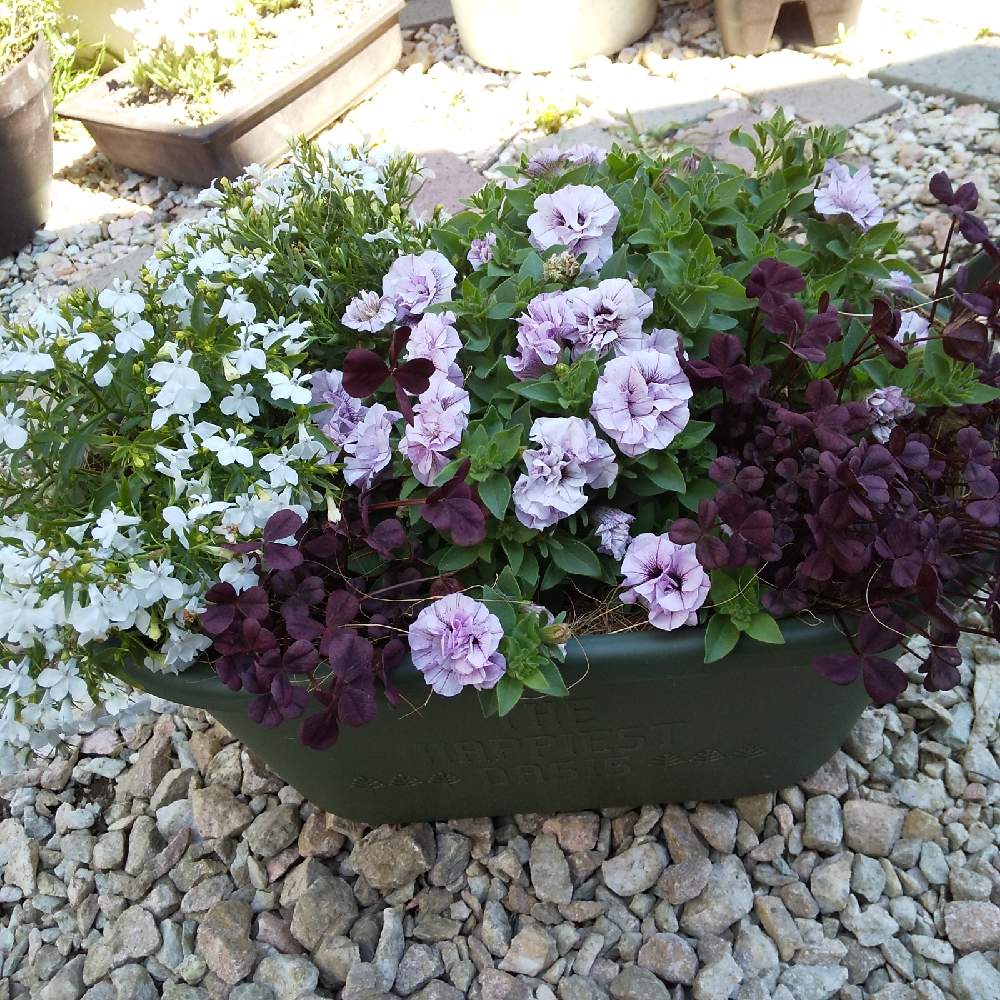 ペチュニアの投稿画像 By Mayuさん ロベリアとアズーロ コンパクトとクローバー ティントブロンズと開花中とこんもりと寄せ植え とおうち園芸と八重咲きペチュニア と鉢植えと北海道の庭と玄関と開花中とこんもりと寄せ植えとおうち園芸と八重咲きペチュニア と鉢植え