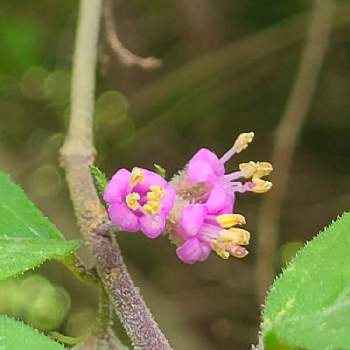 ヤブムラサキの投稿画像一覧 Greensnap グリーンスナップ