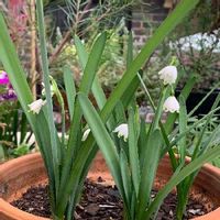 スノーフレーク 鈴蘭水仙 の育て方 球根の増やし方は 毒に注意が必要 Greensnap グリーンスナップ