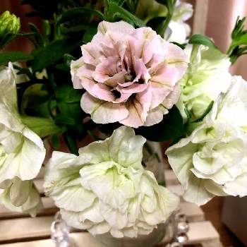 モカモンブランの画像 by ねこちーずさん | 部屋とピンクの花とホイップマカロンとアンティークカラーとペチュニア☆と白い花と優しい色とモカモンブラン