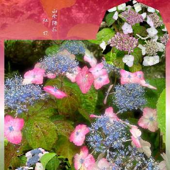 M's Ajisai( Hydrangea)の画像 by 美野美谷さん | 広い庭とM's style bonsaiとM's Ajisai( Hydrangea)と山紫陽花 紅額と山紫陽花♡とM's style bonsai(花もの)