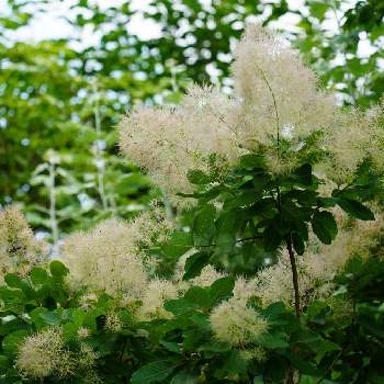 ハグマノキの投稿画像一覧 Greensnap グリーンスナップ