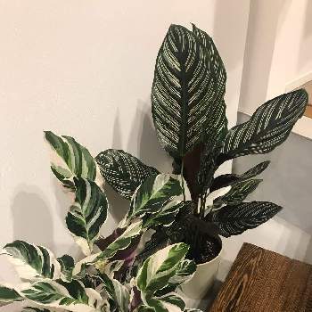 カラテア サンデリアーナの投稿画像一覧 Greensnap グリーンスナップ