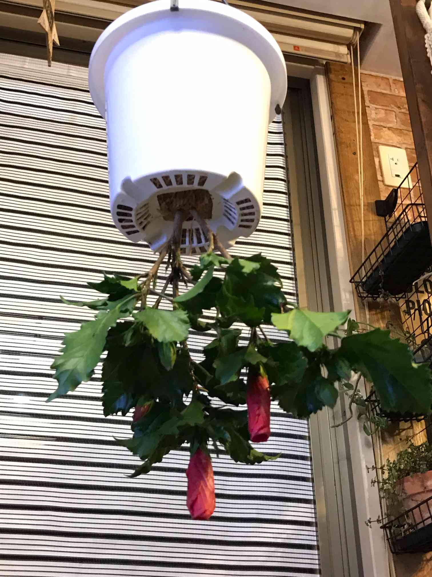 スカイプランター｜🍀GreenSnap（グリーンスナップ）