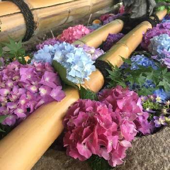 雨引観音の投稿画像一覧 Greensnap グリーンスナップ