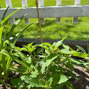 パイナップルセージ＊の画像 by ブルーネストさん | 小さな庭とパイナップルセージとハーブとパイナップルセージ＊とおうち園芸と葉が香る