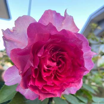 YUMIKOさん印の画像 by ココさん | 小さな庭と山形とYUMIKOさん印と育てる楽しみと可愛いな♡とピンクのバラ♡と挿し木♡とどんどん咲いてねと感謝♡といい香り♡