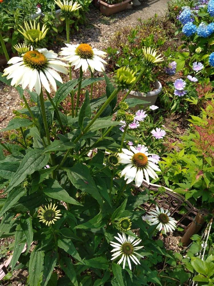 エキナセア パープレア アルバの投稿画像 By Hanabiraさん 庭の花と可愛い花と季節の花とガーデニングと花のある暮らしと地植え 21月6月17日 Greensnap グリーンスナップ