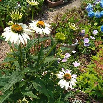 エキナセア パープレア アルバの投稿画像一覧 Greensnap グリーンスナップ