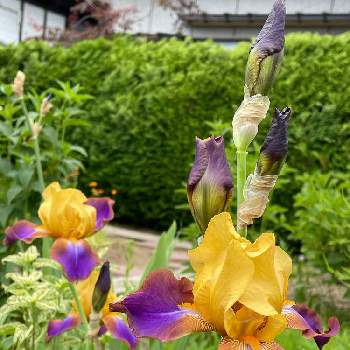 黄色と紫の花の投稿画像一覧 Greensnap グリーンスナップ