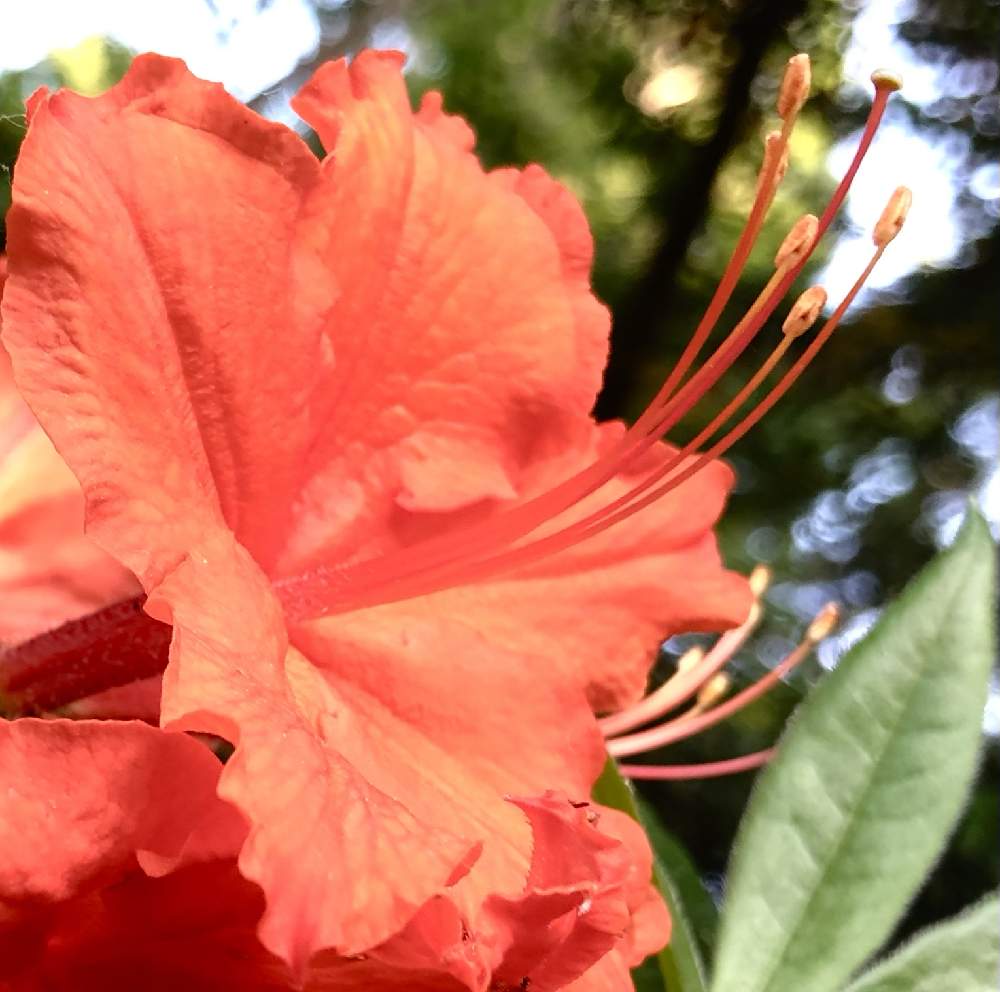 いつも笑顔で の投稿画像 By 花土葉さん ガーデンと癒しと赤い花と元気と庭園と ツツジ 21月6月17日 Greensnap グリーンスナップ