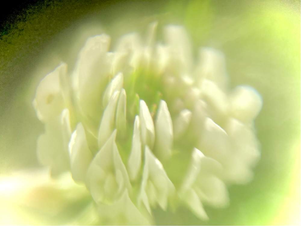 花言葉の投稿画像 By ヒーちゃんさん 誕生花とシロツメグサ と今日はなんの日 21月6月17日 Greensnap グリーンスナップ