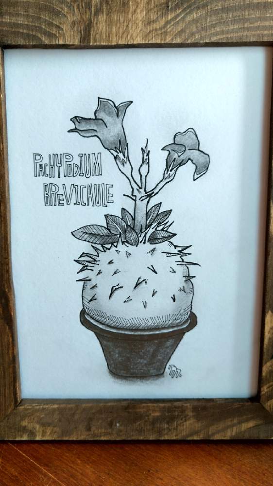 インテリアの投稿画像 By Pakiposanさん 多肉植物とパキポディウム属と植物男子とイラストとコーデックスとおうち園芸とパキポディウム と植物 画と多肉女子と塊根植物と珍奇植物と多肉植物とパキポディウム属と植物男子とイラストとコーデックスとおうち園芸と