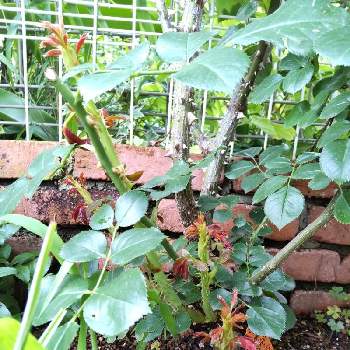 バラのシュートの投稿画像一覧 Greensnap グリーンスナップ