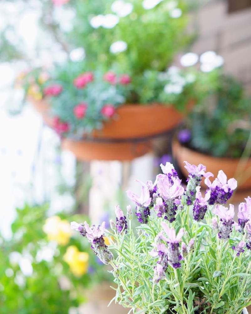 ラベンダー カスティリャーノの投稿画像 By ポノポノさん ベランダガーデニングと花のある生活とベランダ ガーデンとお花が好き とミラーレス一眼とマンションのベランダとマンション 21月6月17日 Greensnap グリーンスナップ ラベンダー カスティリャーノの投稿画像 By ポノポノさん ベランダガーデニングと花のある生活とベランダ ガーデンとお花が好き とミラーレス一眼とマンションのベランダとマンション 21月6月17日 Greensnap グリーンスナップ