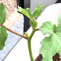 オクラ,種まきっ子,ベランダ菜園,オクラ栽培,プチ家庭菜園の画像