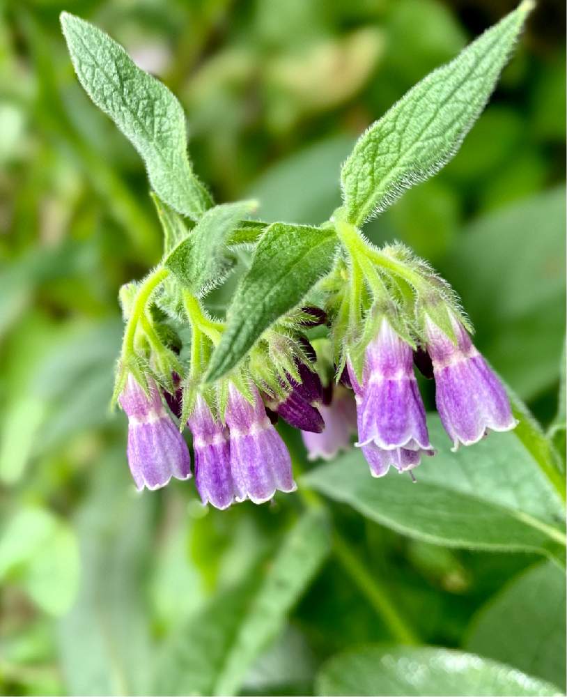 コンフリー ヒレハリソウ の投稿画像 By イリヤさん 野の花と散歩道にてと山野草と花撮りと小さな花とスマホ撮り 21月6月 17日 Greensnap グリーンスナップ