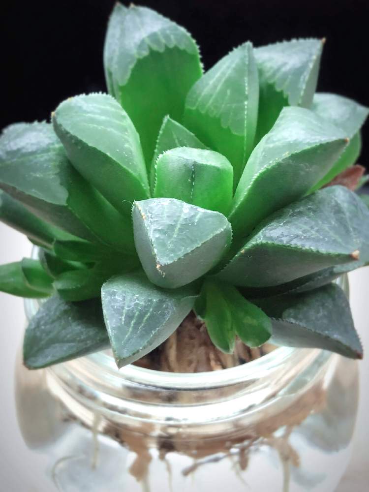 多肉水耕栽培の投稿画像 By さらささん 癒しと透け感 と多肉植物 ハオルチアと癒される とハオルチア レツーサ 21月6月17日 Greensnap グリーンスナップ