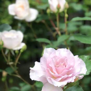 薔薇ニューウェーブの投稿画像一覧 Greensnap グリーンスナップ