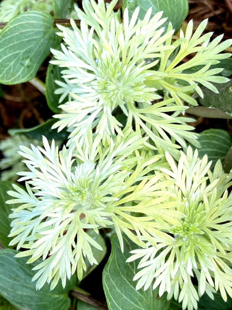 シルバーマウンドの投稿画像 By トシさん お出かけ先と花大好きとヨモギ属といつもの公園のお友達と医療従事者に感謝と散歩中に見かけたお花と花大好きとヨモギ属といつもの公園のお友達と医療従事者に感謝と散歩中に見かけたお花 21月6月17日 Greensnap