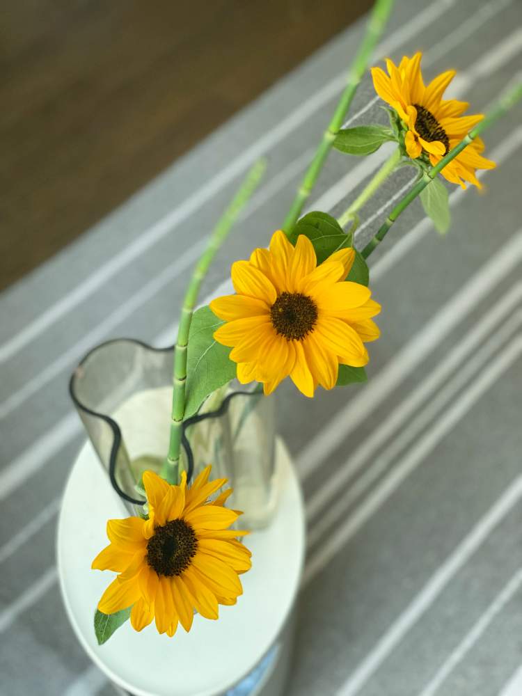 ひまわりの投稿画像 By Tonkoさん 切り花と黄色の花と幸せな眺め 21月6月17日 Greensnap グリーンスナップ