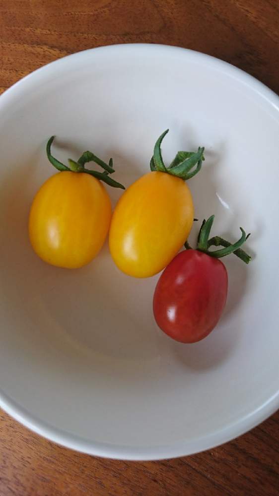 イエローミニトマトの投稿画像 By Blue Greenさん サントリー本気野菜 純あま ミニトマト とおうちde菜園とオーガニックと１番果と収穫とプランター栽培と甘いとおいしい 21月6月17日 Greensnap グリーンスナップ