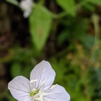 アカハナユウゲショウ　白花の画像 by てんさん | 小さな庭とアカハナユウゲショウ　白花と道端の草