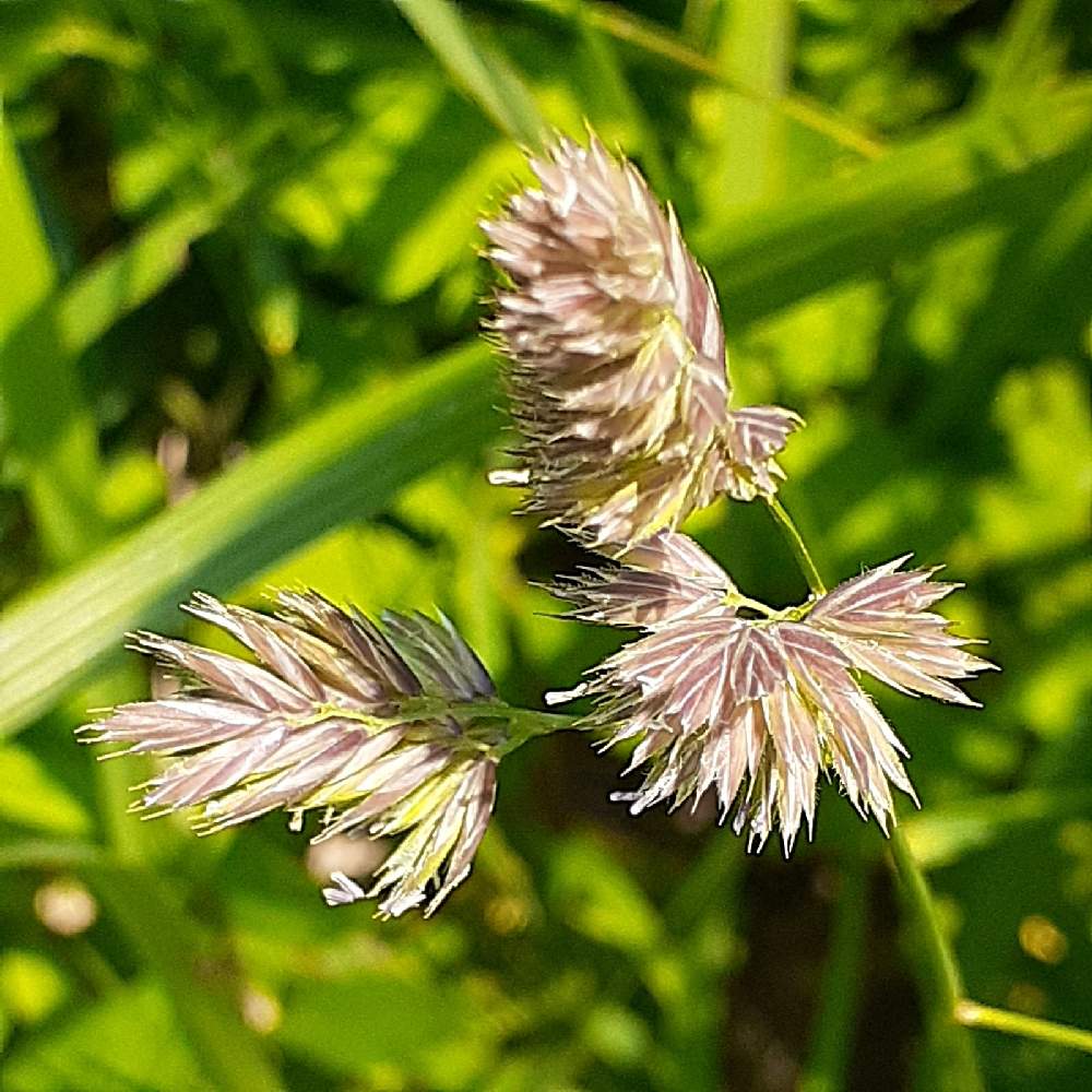 カモガヤの投稿画像 By Anne 2311さん 帰化植物と風に揺れる花 21月6月17日 Greensnap グリーンスナップ