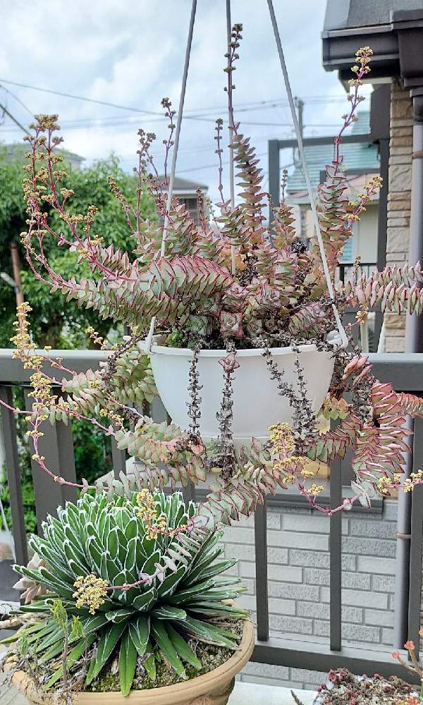 アガベ 笹の雪の投稿画像 By ミントンさん 南十字星の花と多肉植物と葉の美しさと可愛い花と植物を楽しむと多肉女子と花のある暮らしと咲いた 21 月6月17日 Greensnap グリーンスナップ