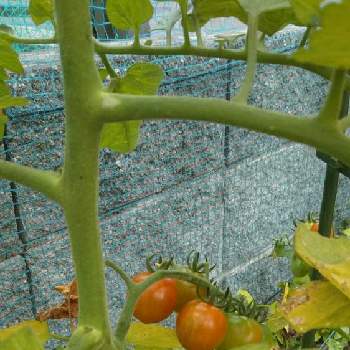 ミニトマト 甘っこの投稿画像一覧 Greensnap グリーンスナップ