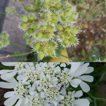 オルレアの種の投稿画像一覧 Greensnap グリーンスナップ