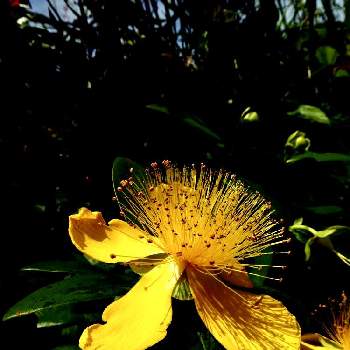 ヒペリカム カリシナムの投稿画像一覧 Greensnap グリーンスナップ