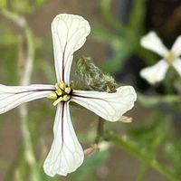 ルッコラ,ハーブ,花壇,ガーデニング,山野草の画像