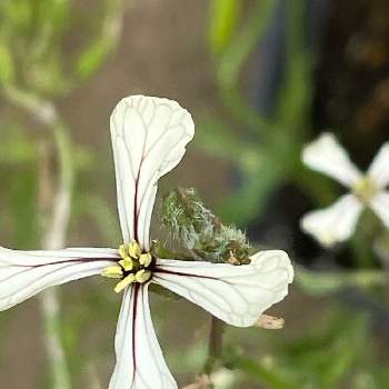 ルッコラの投稿画像一覧 Greensnap グリーンスナップ