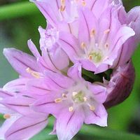 チャイブ,花散歩,花のある暮らし,植中毒,花自慢の画像