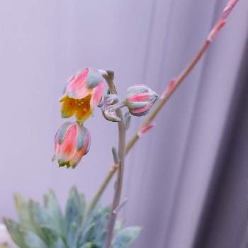 千代田の松の花の投稿画像一覧 Greensnap グリーンスナップ