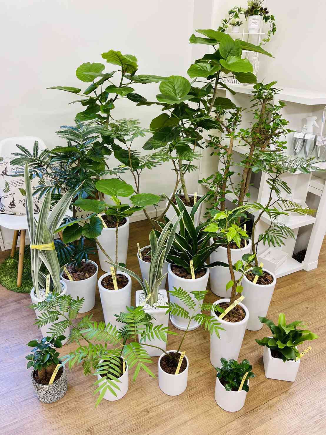 サンスベリア グイネンシス マノリンの一覧|🍀GreenSnap サンスベリア グイネンシス マノリンの一覧|🍀GreenSnap