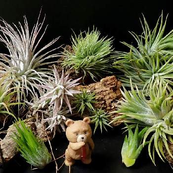 Tillandsia Ionantha Monstrose の投稿画像一覧 Greensnap グリーンスナップ