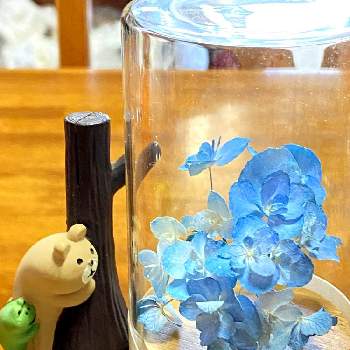 ひまわり,ドライフラワー,シリカゲル法の画像